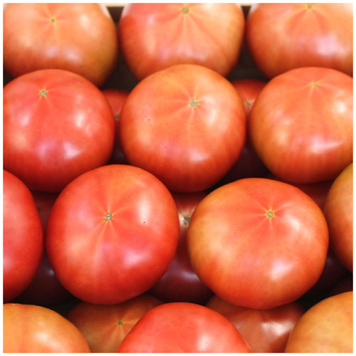 달기농장 유기농 토마토 5Kg 산지직배송